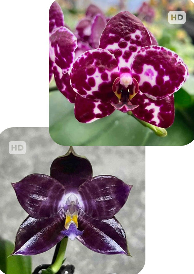 Phalaenopsis Mituo Sunrise 'Snow Red' x Mituo Speciosa Dragon 'Black Tiger'