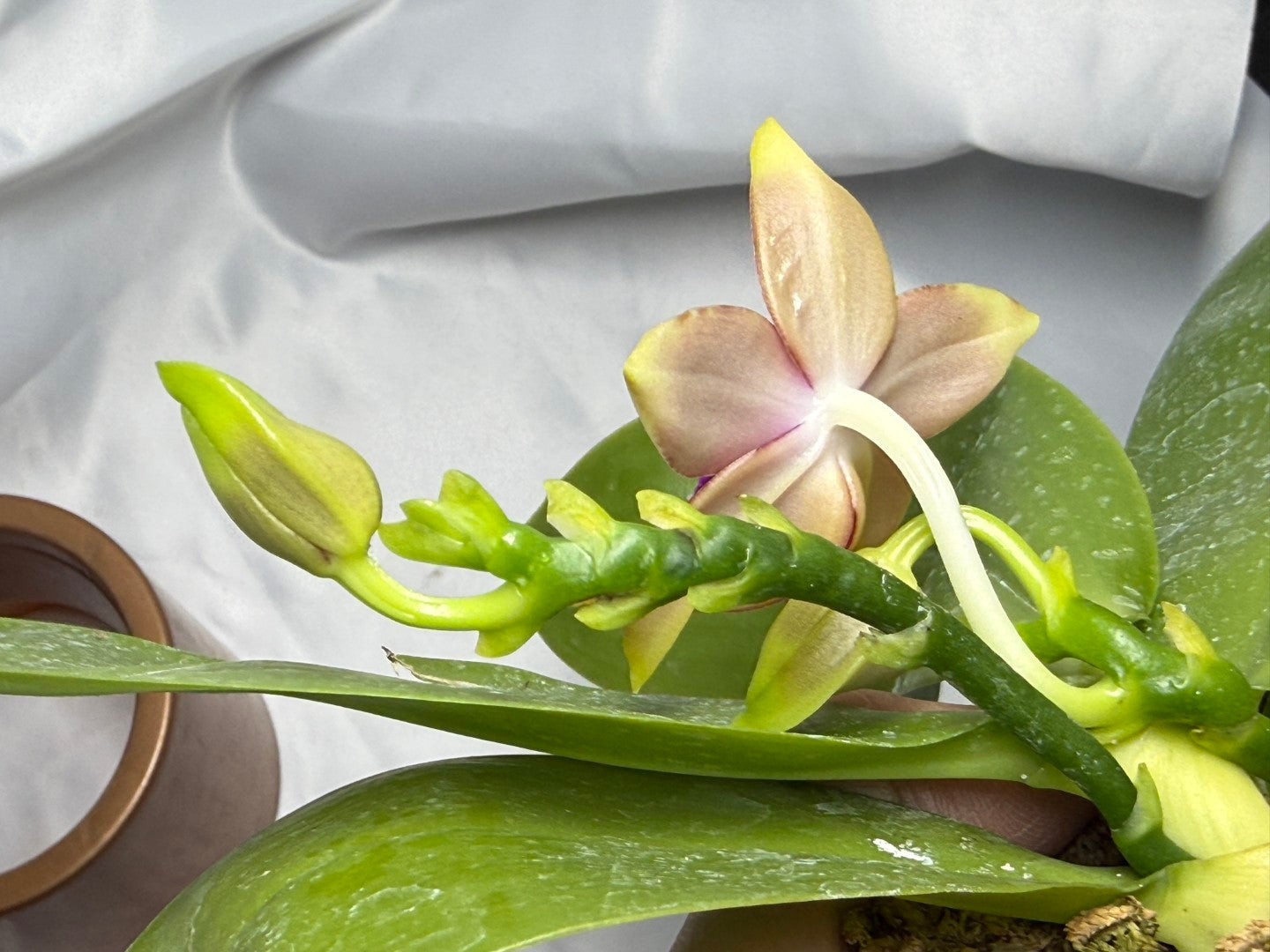 Phalaenopsis Mituo Gelb Eagles x Mituo Special Princess 260311 Flowering 2 spikes