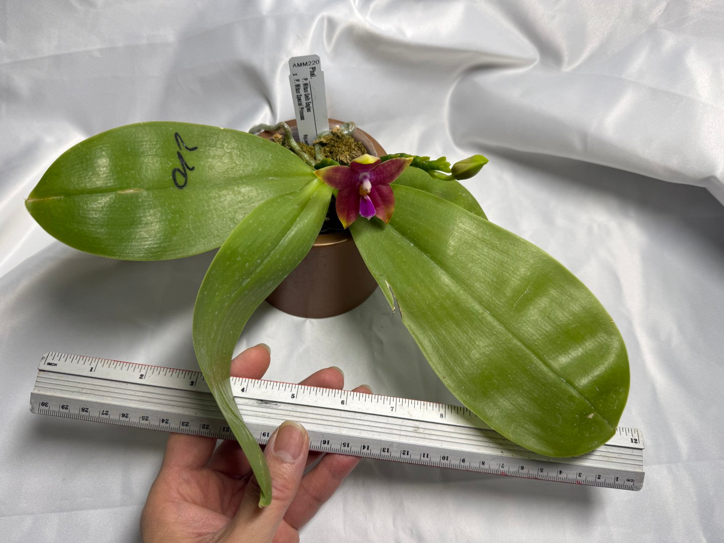 Phalaenopsis Mituo Gelb Eagles x Mituo Special Princess 260311 Flowering 2 spikes