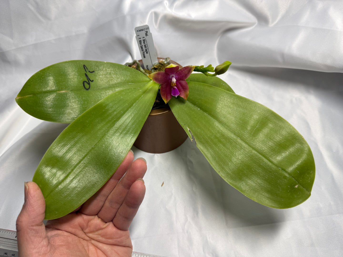 Phalaenopsis Mituo Gelb Eagles x Mituo Special Princess 260311 Flowering 2 spikes