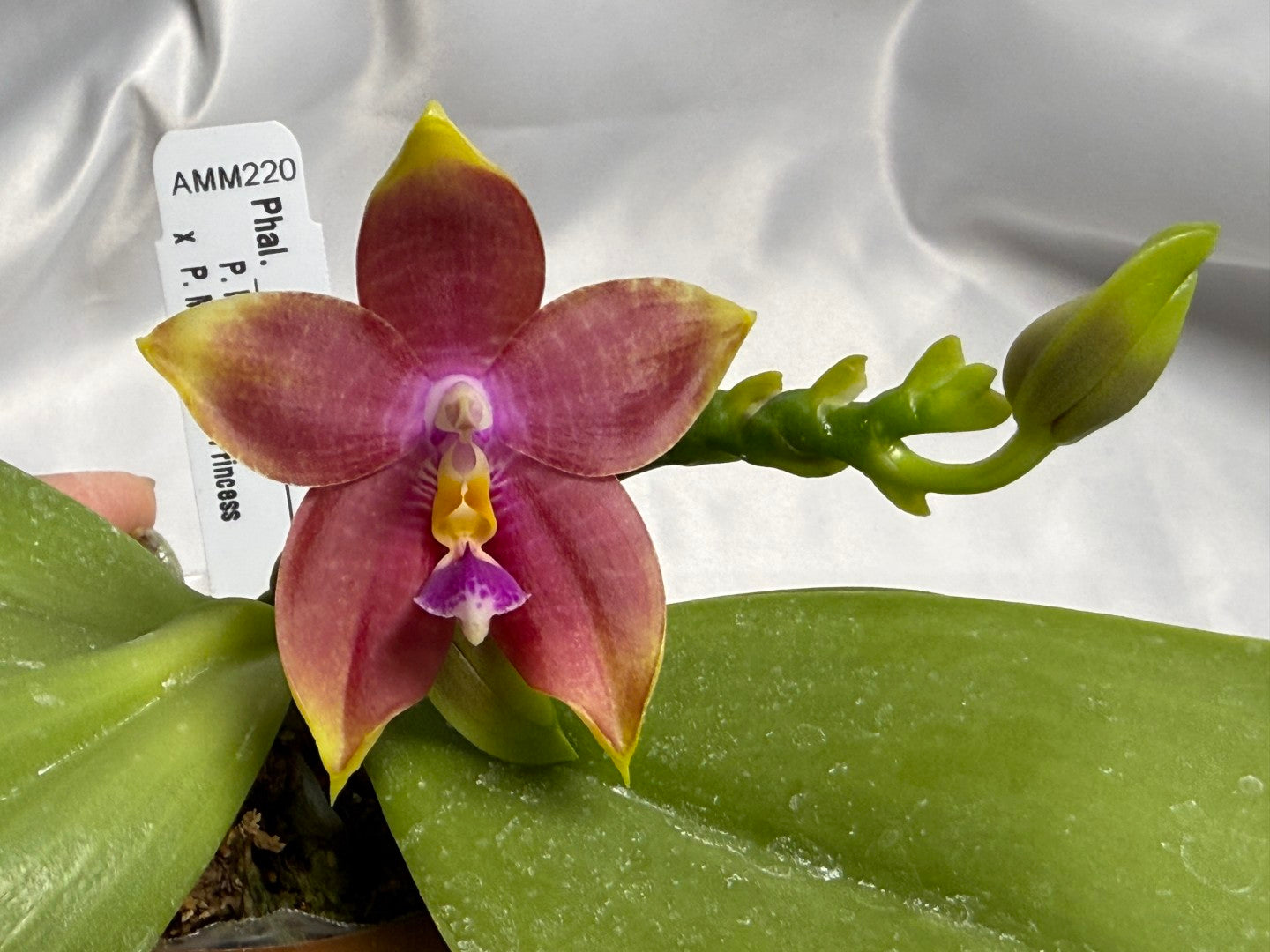 Phalaenopsis Mituo Gelb Eagles x Mituo Special Princess 260311 Flowering 2 spikes