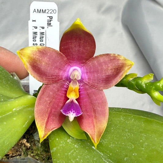 Phalaenopsis Mituo Gelb Eagles x Mituo Special Princess 260311 Flowering 2 spikes