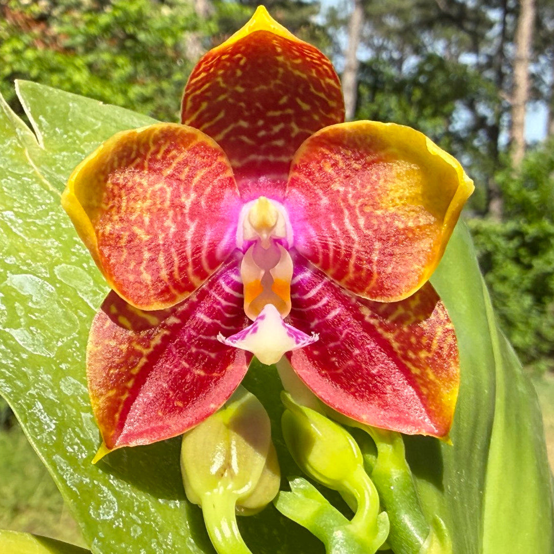 Phalaenopsis Mituo Gelb Eagles x Mituo Special Princess (Seed Grown) 260404 Flowering 2 spikes