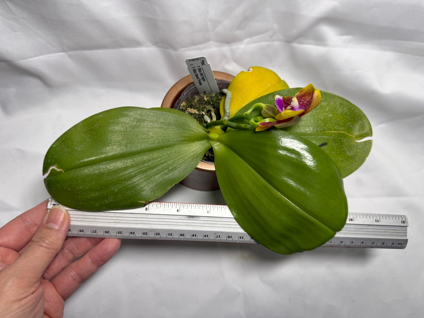 Phalaenopsis Mituo Gelb Eagles x Mituo Special Princess (Seed Grown) 260404 Flowering 2 spikes