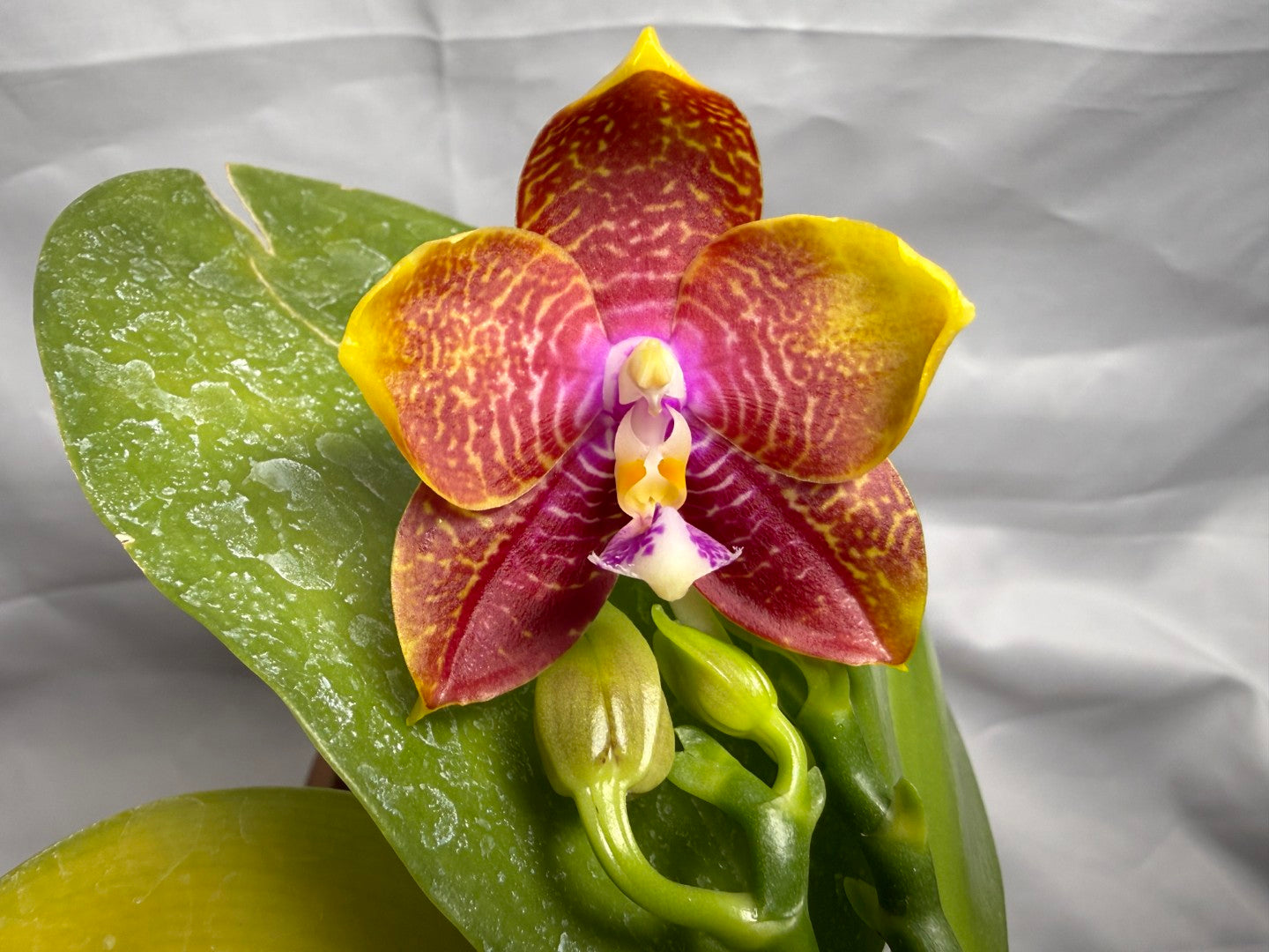 Phalaenopsis Mituo Gelb Eagles x Mituo Special Princess (Seed Grown) 260404 Flowering 2 spikes