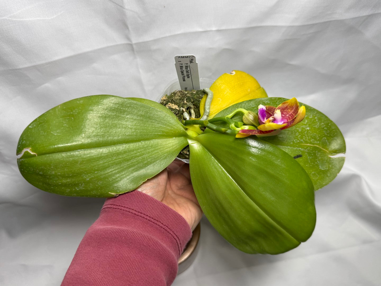 Phalaenopsis Mituo Gelb Eagles x Mituo Special Princess (Seed Grown) 260404 Flowering 2 spikes