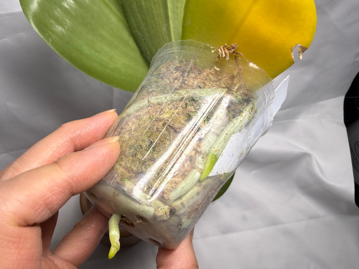 Phalaenopsis Mituo Gelb Eagles x Mituo Special Princess (Seed Grown) 260404 Flowering 2 spikes