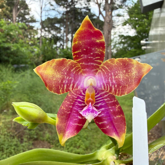 Phalaenopsis Mituo Gelb Eagles x Mituo Special Princess (Seed Grown) 260417 Flowering