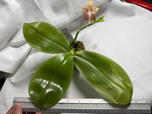 Phalaenopsis Mituo Gelb Eagles x Mituo Special Princess (Seed Grown) 260417 Flowering
