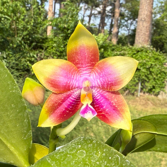 Phalaenopsis Mituo Gelb Eagles x Mituo Special Princess (Seed Grown) 260426 Flowering Large 3 spikes with a keiki