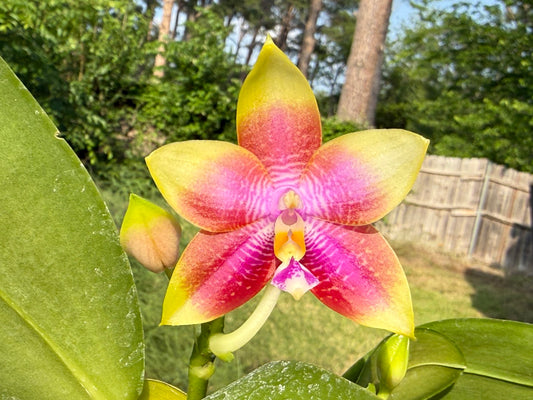 Phalaenopsis Mituo Gelb Eagles x Mituo Special Princess (Seed Grown) 260426 Flowering Large 3 spikes with a keiki