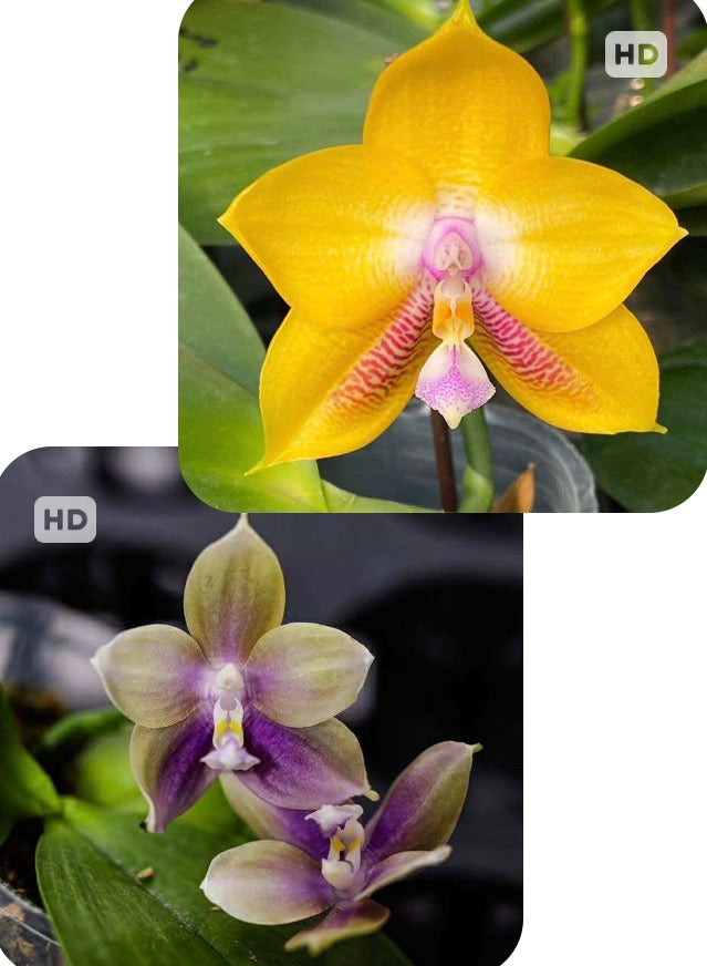 Phalaenopsis Mituo Gelb Eagles x Mituo Special Princess
