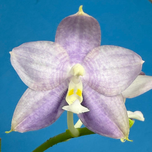 Phalaenopsis Mituo Atlantis 250823 Flowering Soft bluish violet