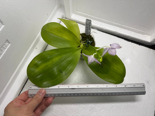 Phalaenopsis Mituo Atlantis 250823 Flowering Soft bluish violet