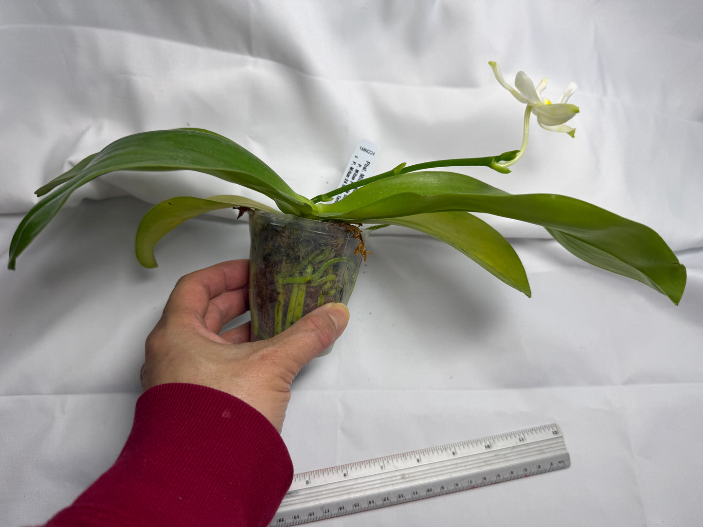 Phalaenopsis Mituo Atlantis 251117 Flowering Seed Grown