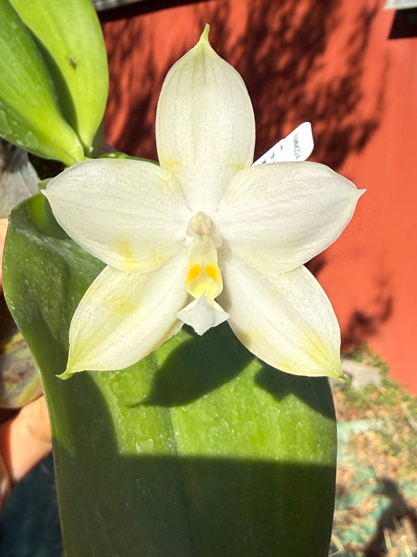 Phalaenopsis Mituo Atlantis 251117 Flowering Seed Grown