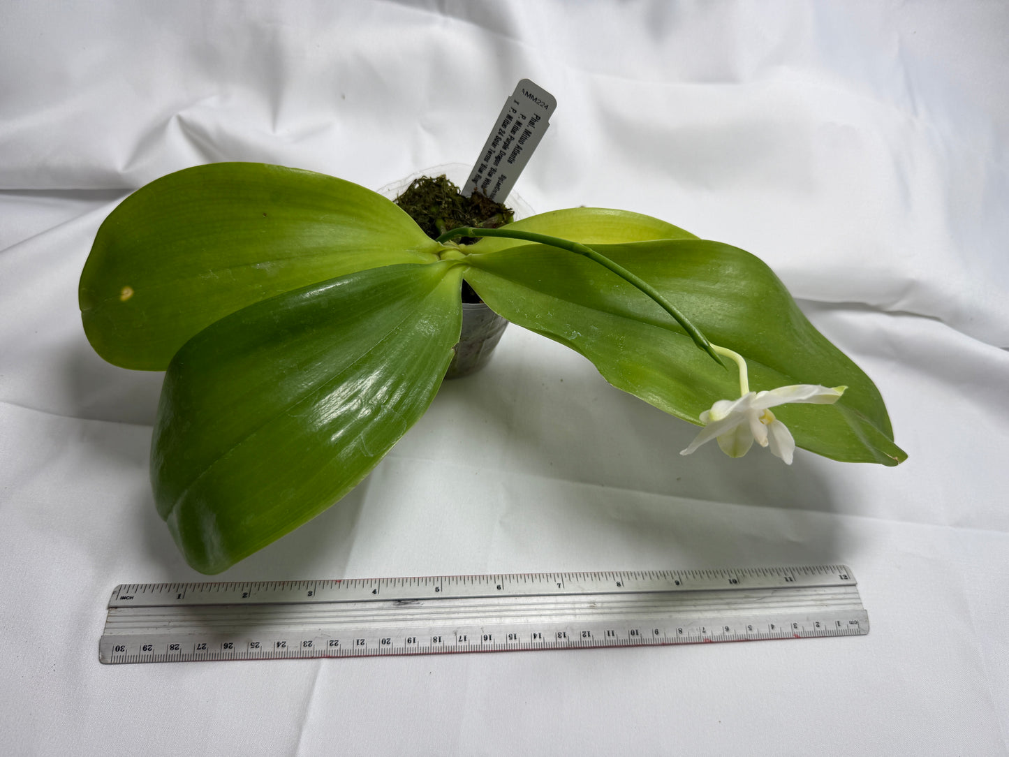 Phalaenopsis Mituo Atlantis 251117 Flowering Seed Grown