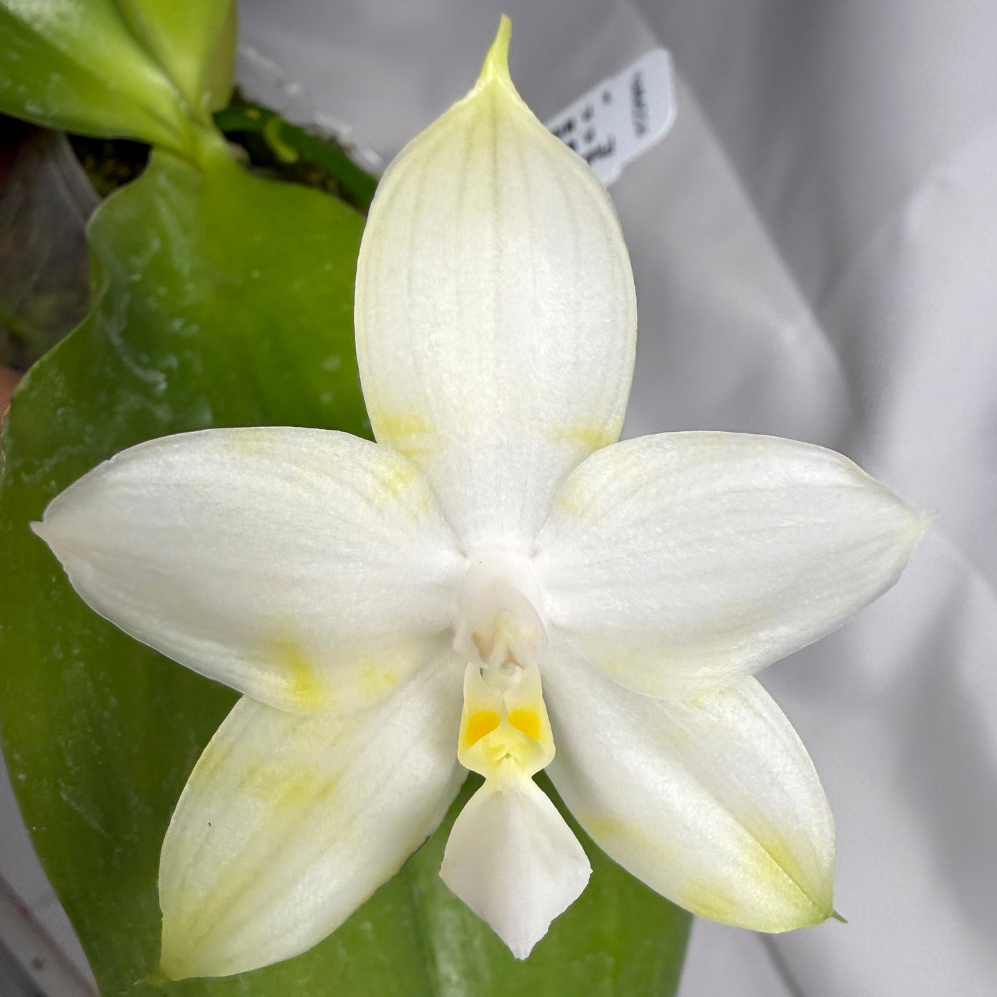 Phalaenopsis Mituo Atlantis 251117 Flowering Seed Grown