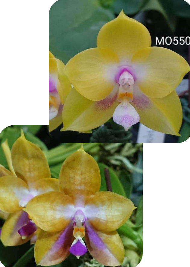 Phalaenopsis Mituo Gelb Eagle x Mituo GH King Star - seed grown