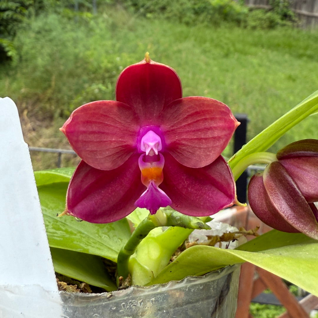 Phalaenopsis Mituo Red Smurfs - seed grown