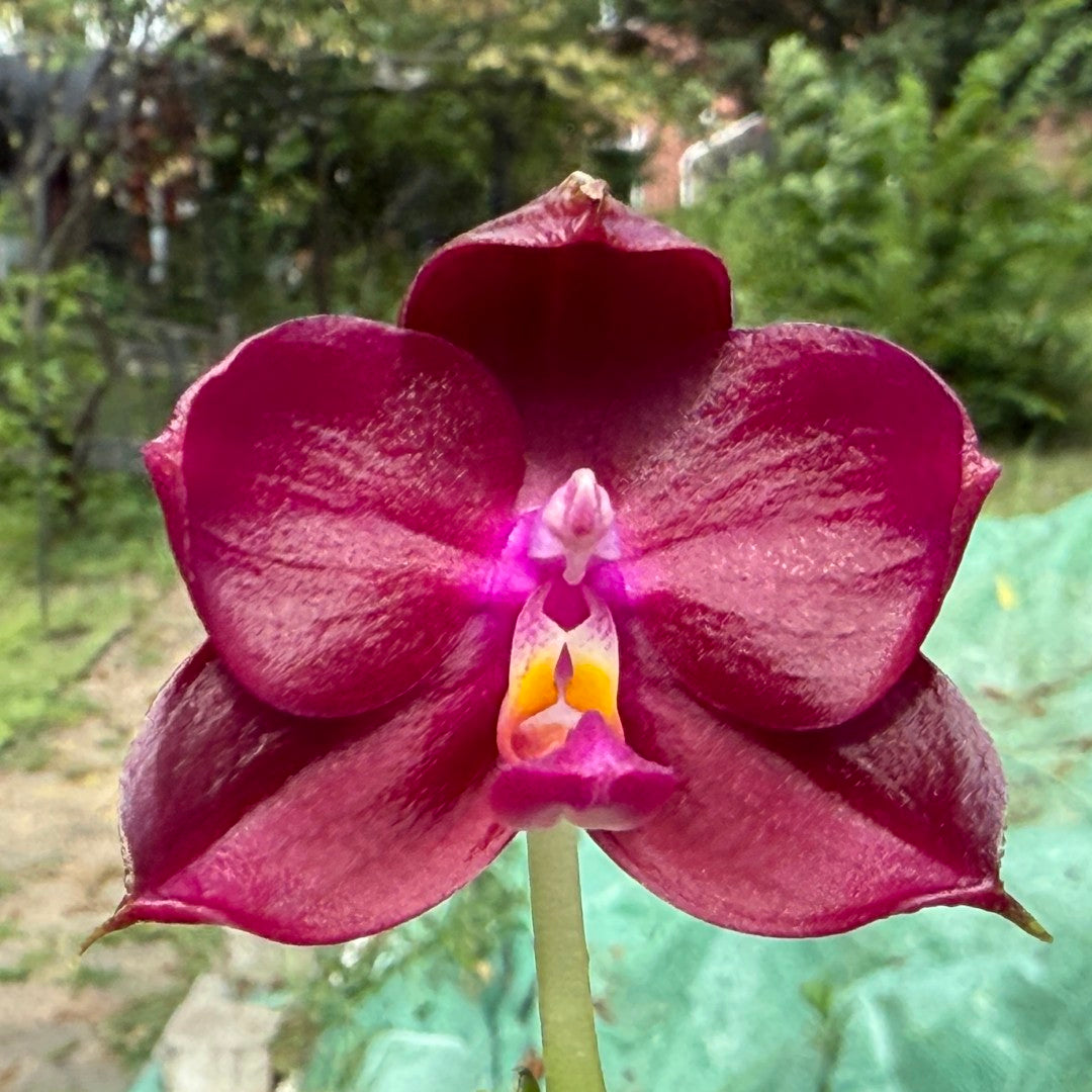 Phalaenopsis Mituo Red Smurfs - seed grown