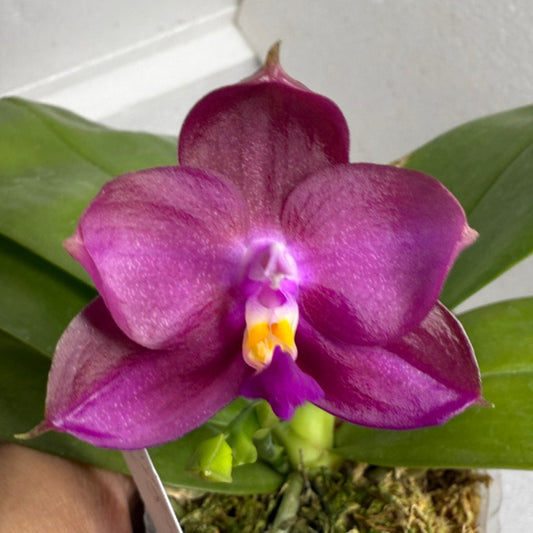 Phalaenopsis Mituo Red Smurfs 250716-A Flowering seed grown