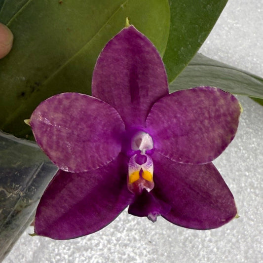 Phalaenopsis Mituo Red Smurfs 250716-B Flowering seed grown