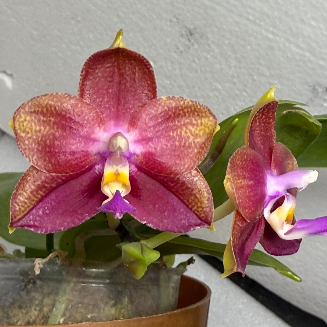Phalaenopsis Mituo Red Smurfs - seed grown