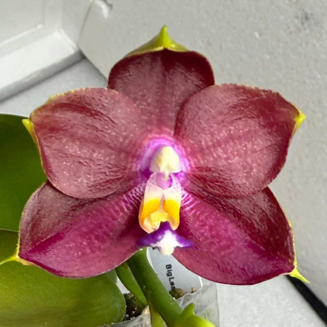 Phalaenopsis Mituo Red Smurfs - seed grown
