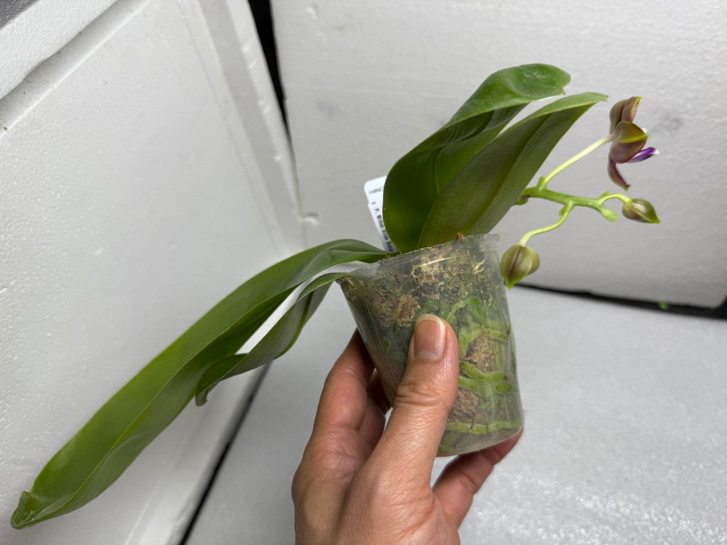 Phalaenopsis Mituo Red Smurfs 250727-B Flowering seed grown