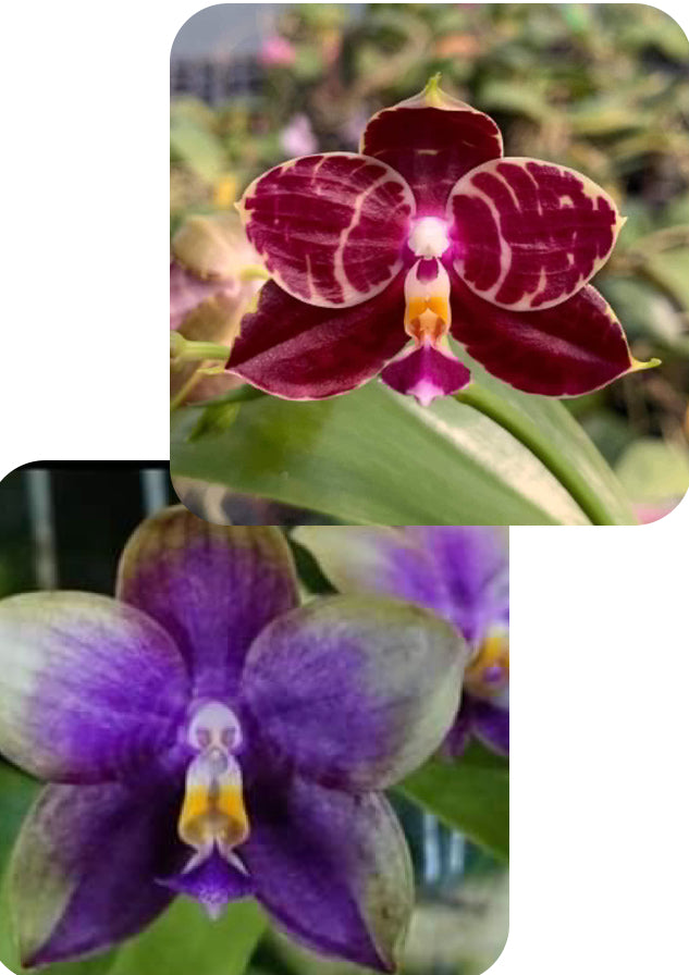 Phalaenopsis (Mituo Red Tiger x Mituo Blue Smurfs) - seed grown