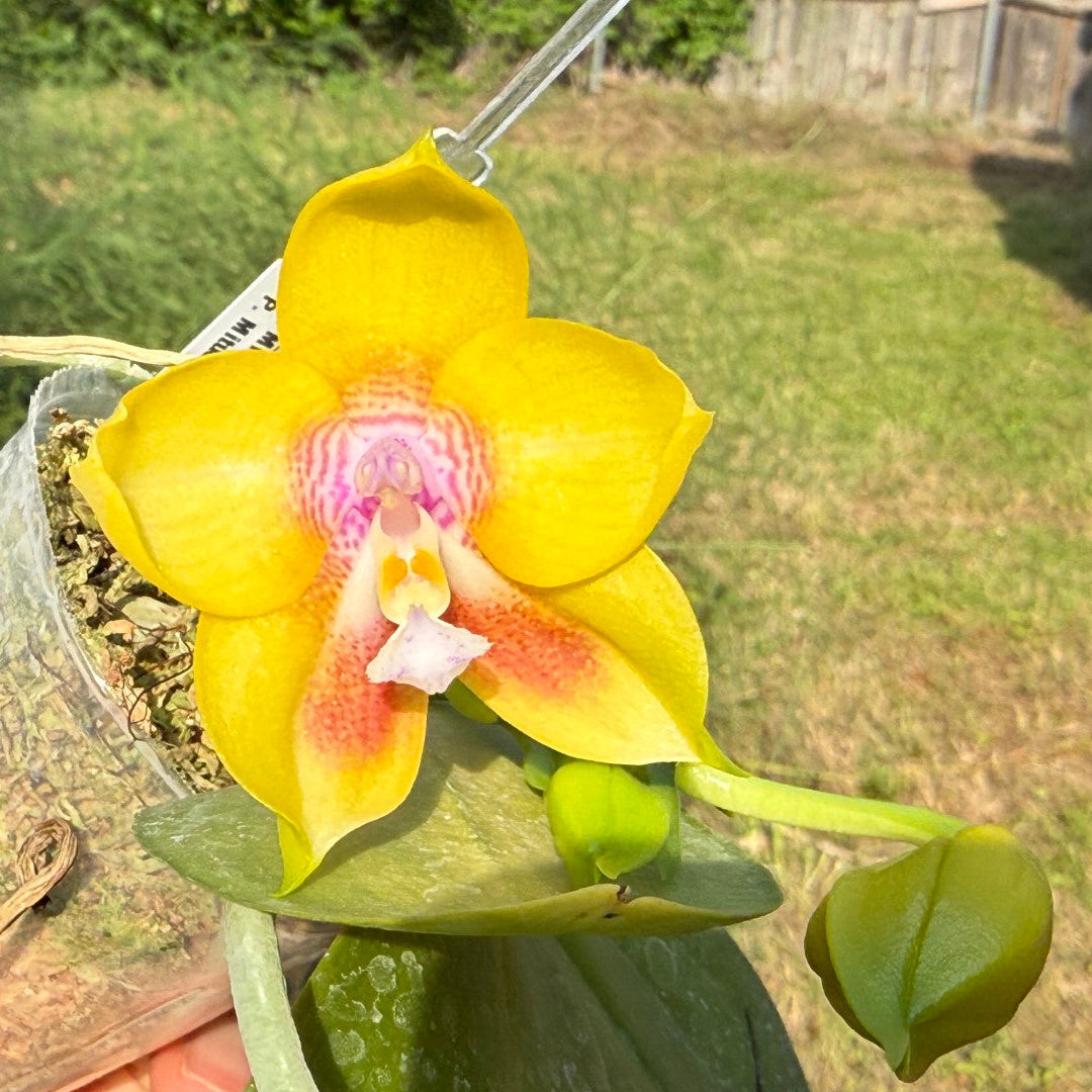 Phalaenopsis (Mituo Gelb Eagle X Mituo Blue Smurfs) 260426 Flowering 2 spikes