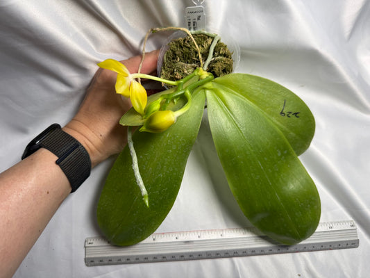 Phalaenopsis (Mituo Gelb Eagle X Mituo Blue Smurfs) 260426 Flowering 2 spikes