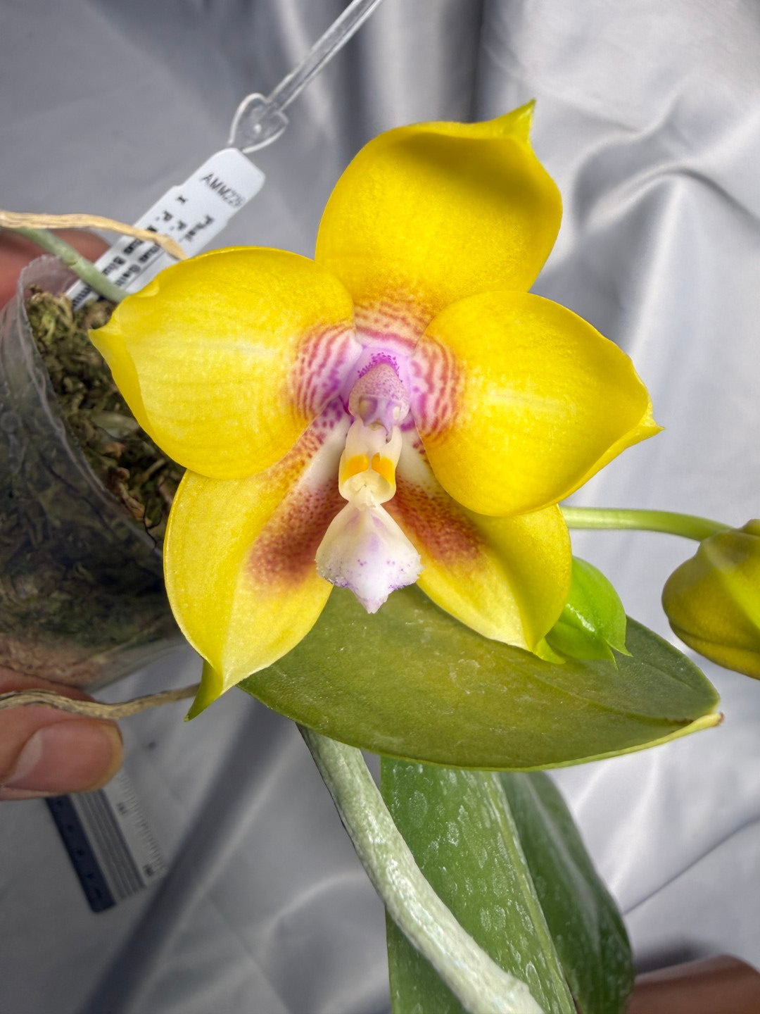 Phalaenopsis (Mituo Gelb Eagle X Mituo Blue Smurfs) 260426 Flowering 2 spikes
