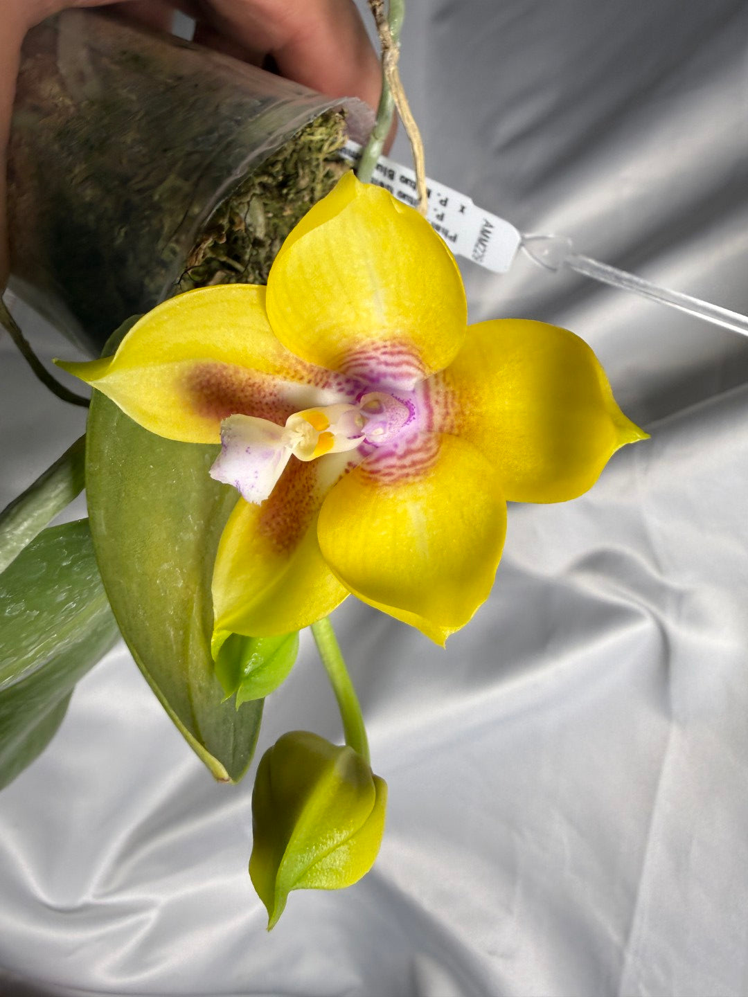 Phalaenopsis (Mituo Gelb Eagle X Mituo Blue Smurfs) 260426 Flowering 2 spikes