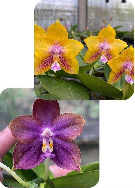 Phalaenopsis (Mituo Gelb Eagle X Mituo Blue Smurfs 'Sea') - seed grown