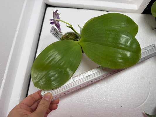 Phalaenopsis Mituo Van Gogh 250802-A (230-1) Flowering