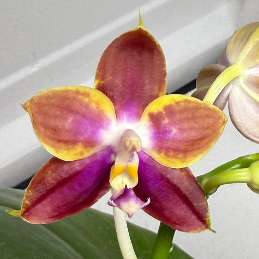 Phalaenopsis (Mituo Reflex Dragon X Mituo Special Princess) 250802 Flowering