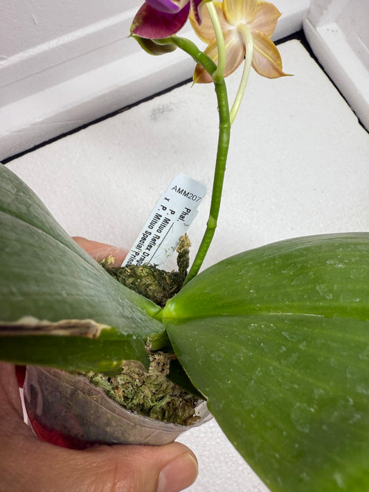Phalaenopsis (Mituo Reflex Dragon X Mituo Special Princess) 250802 Flowering