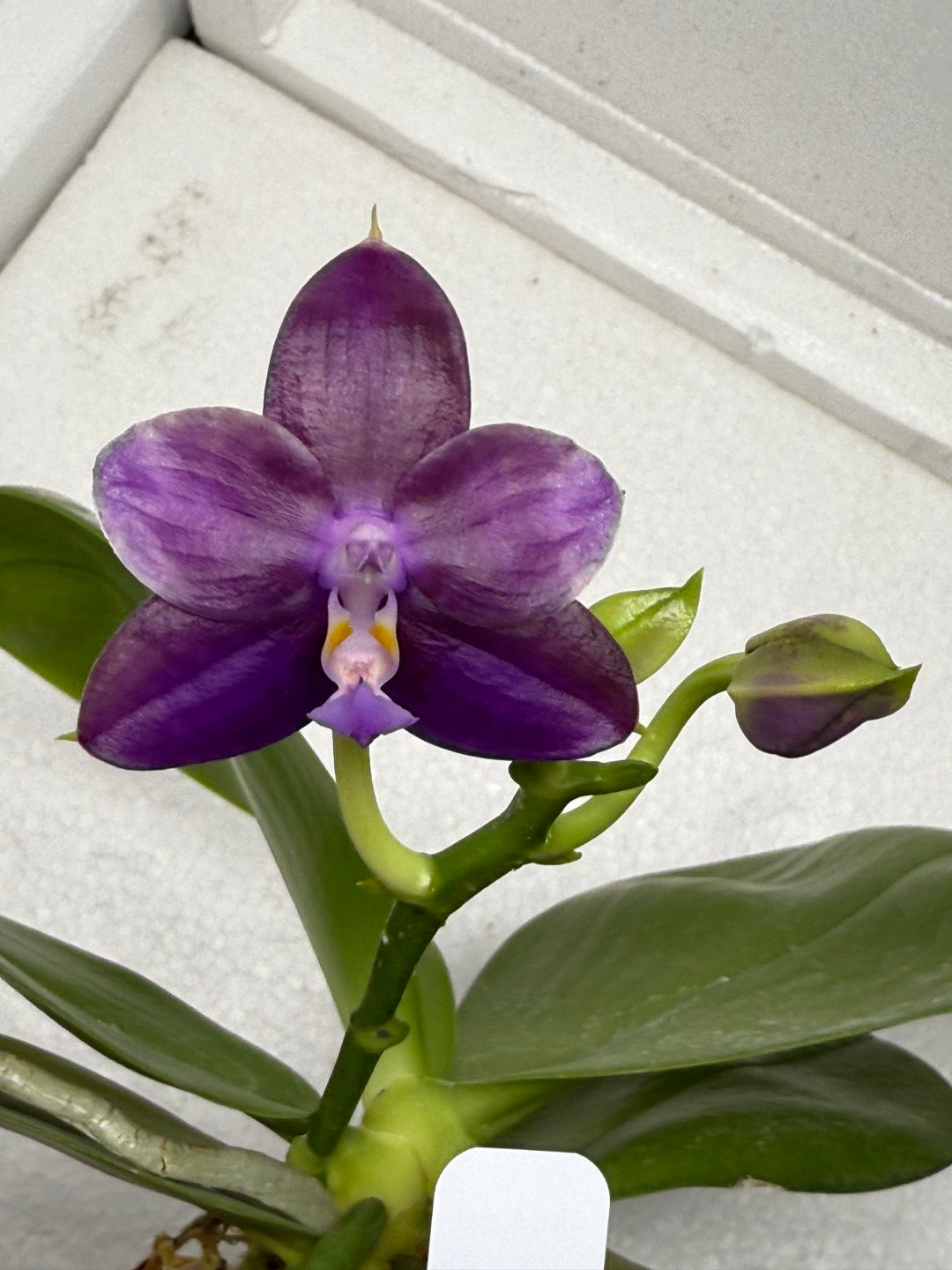 Phalaenopsis Mituo Van Gogh 250827 Flowering