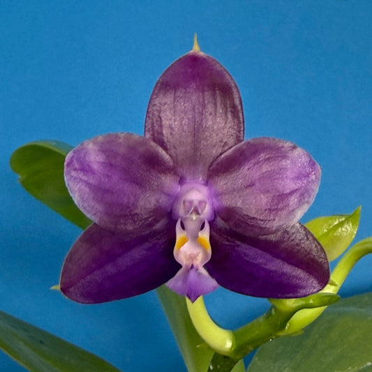 Phalaenopsis Mituo Van Gogh 250827 Flowering