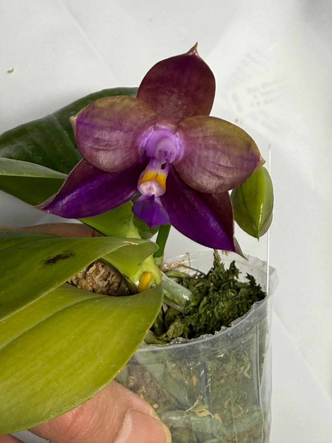 Phalaenopsis Mituo Van Gogh #4 251118 Flowering