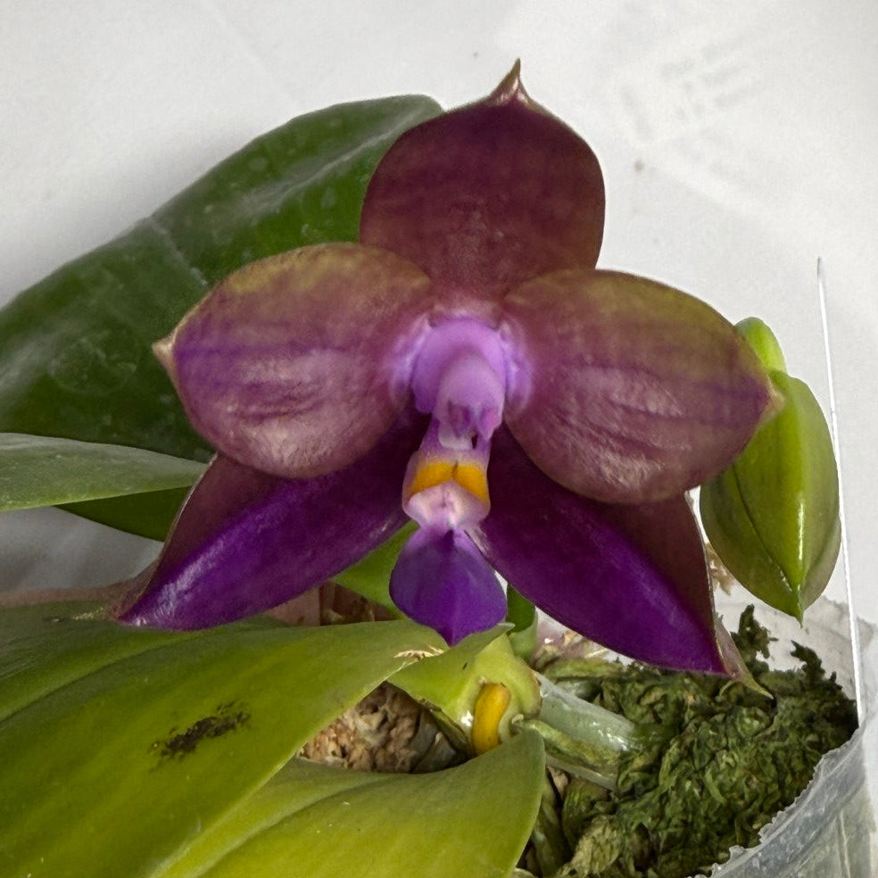 Phalaenopsis Mituo Van Gogh #4 251118 Flowering