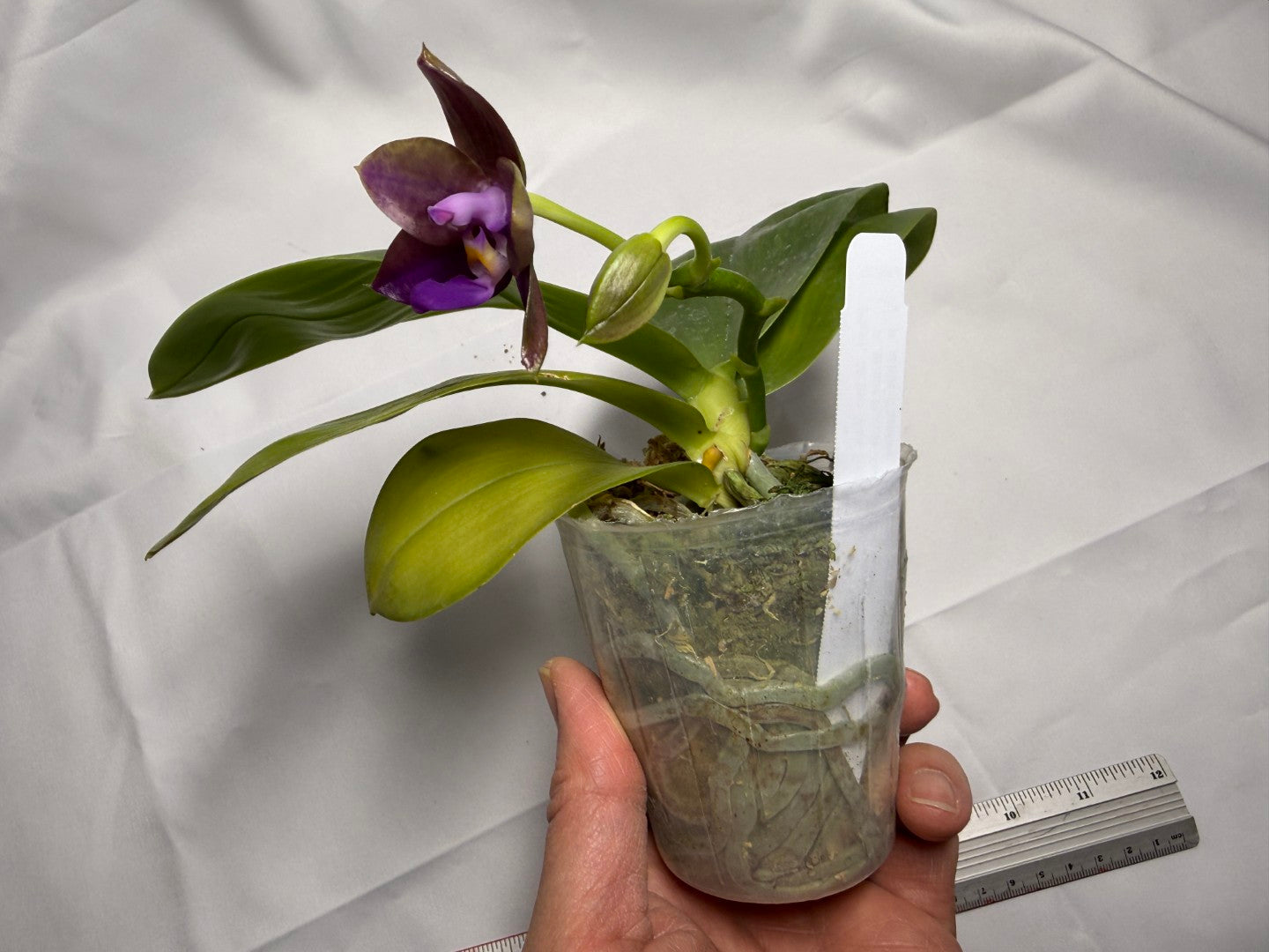 Phalaenopsis Mituo Van Gogh #4 251118 Flowering