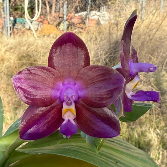 Phalaenopsis Mituo Van Gogh 260201 Flowering