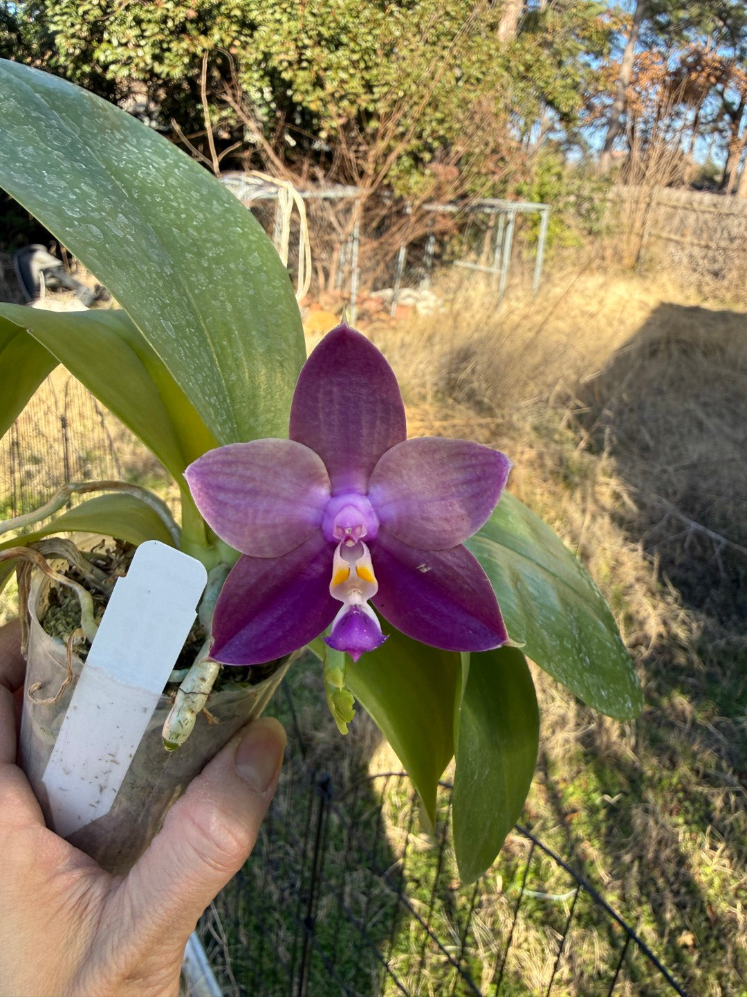 Phalaenopsis Mituo Van Gogh 260203 Flowering