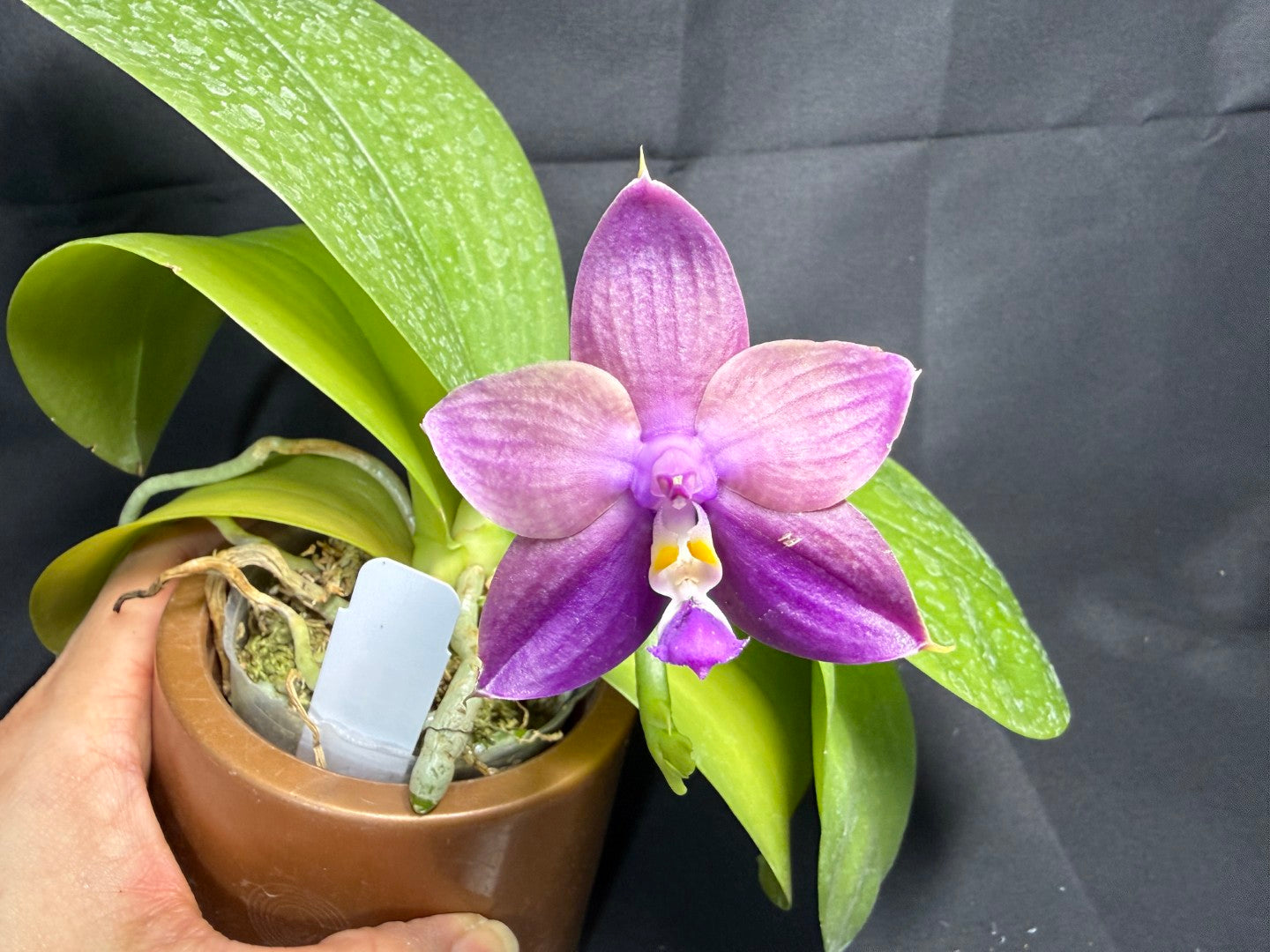 Phalaenopsis Mituo Van Gogh 260203 Flowering