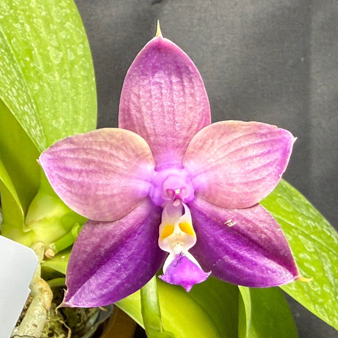 Phalaenopsis Mituo Van Gogh 260203 Flowering