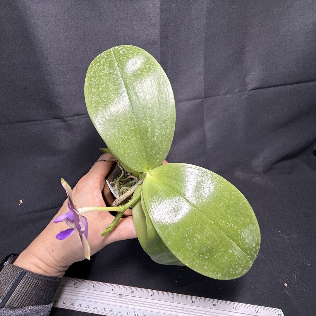 Phalaenopsis Mituo Van Gogh 260203 Flowering