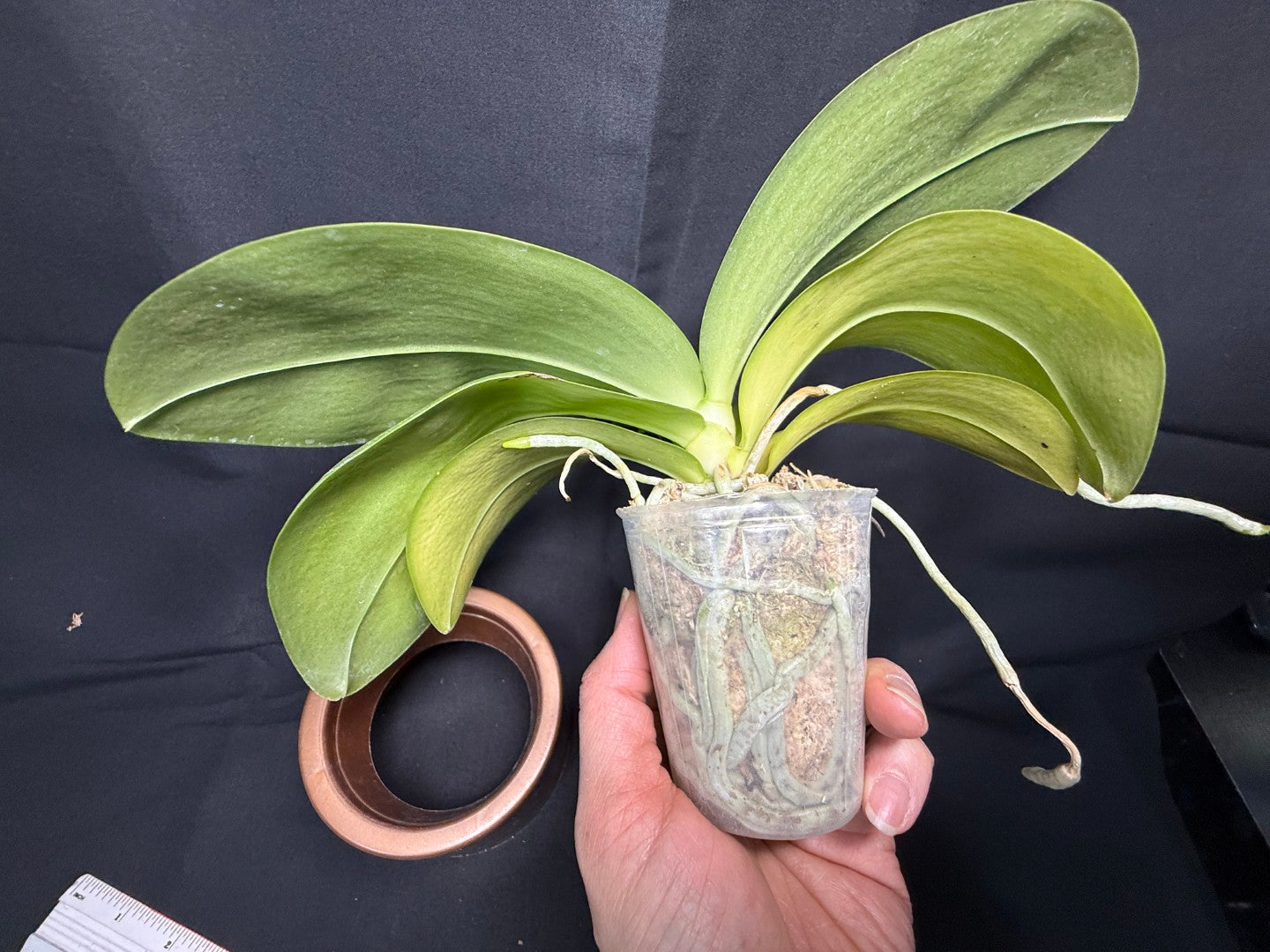 Phalaenopsis Mituo Van Gogh 260203 Flowering